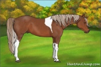 Horse Color:Chestnut Tobiano 