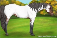 Horse Color:Brown Appaloosa