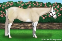Horse Color:Grullo Roan Pearl Splash 