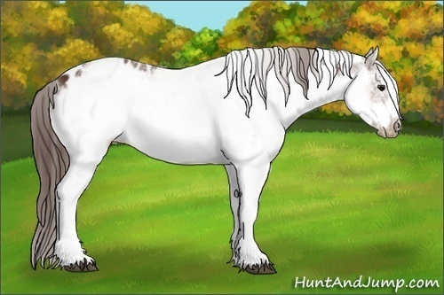 Horse Color:White Spotted Bay Frame Appaloosa 