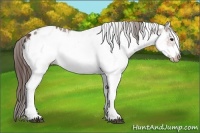 Horse Color:White Spotted Bay Frame Appaloosa 