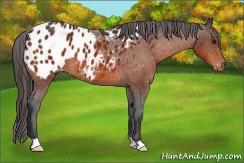 Horse Color:Bay Appaloosa
