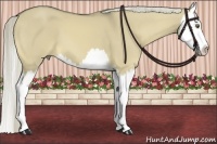 Horse Color:Chocolate Palomino Dun Sabino Splash 