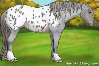 Horse Color:Brown Roan Appaloosa