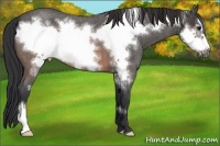 Horse Color:Brown Roan Frame