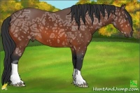 Horse Color:Bay Ice Frame 