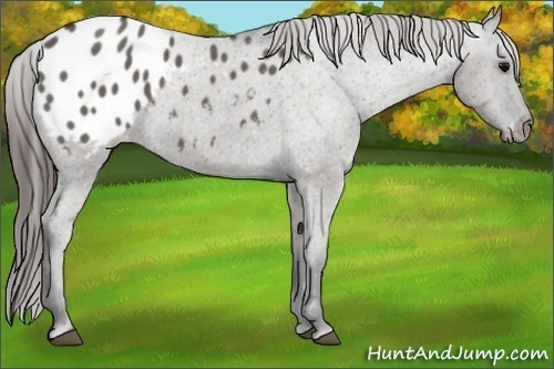 Horse Color:Grullo Sabino Appaloosa 