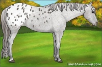Horse Color:Grullo Sabino Appaloosa 
