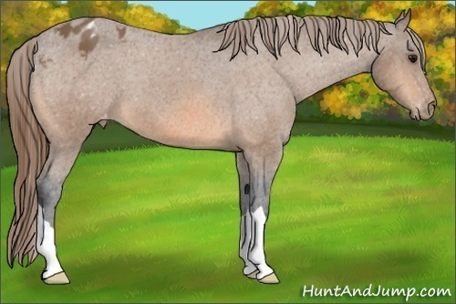 Horse Color:Buckskin Appaloosa 
