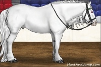 Horse Color:Liver Chestnut Chinchilla Splash 