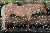 Horse Color:Silver Bay Roan 