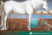 Horse Color:Buckskin Roan Splash Appaloosa 