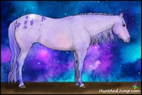 Horse Color:Watercolor Bay Appaloosa Rabicano 