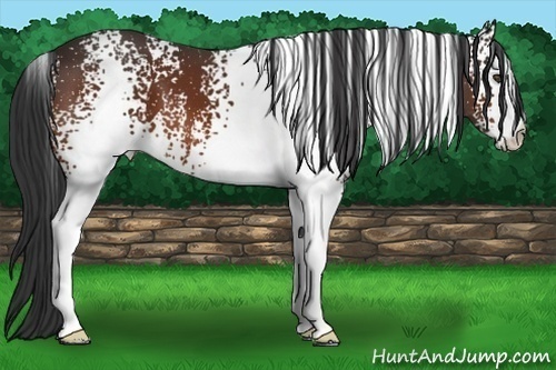 Horse Color:White Spotted Bay 