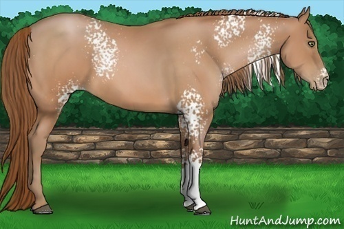 Horse Color:White Spotted Bay Pearl