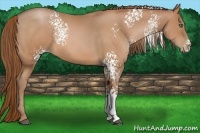 Horse Color:White Spotted Bay Pearl