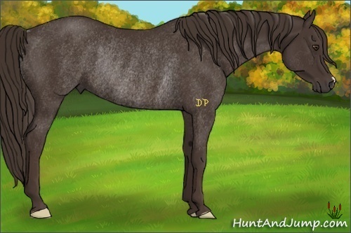 Horse Color:Liver Chestnut Rabicano 