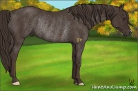 Horse Color:Liver Chestnut Rabicano