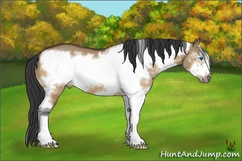 Horse Color:Bay Dun Splash Frame 