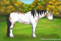 Horse Color:Bay Dun Splash Frame 