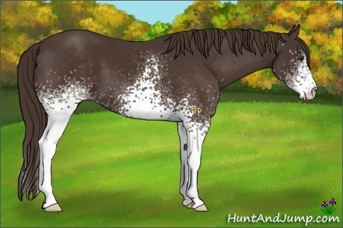 Horse Color:White Spotted Liver Chestnut 