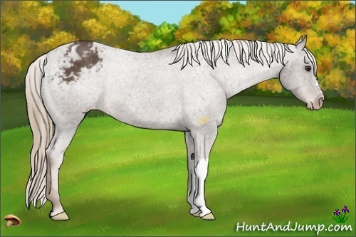 Horse Color:Liver Chestnut Appaloosa Rabicano