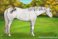 Horse Color:Liver Chestnut Varnish Rabicano 