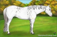 Horse Color:White Spotted Liver Chestnut 
