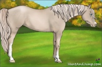 Horse Color:White Spotted Chocolate Palomino Pearl 