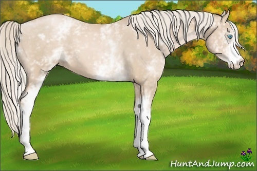 Horse Color:White Spotted Palomino Pearl 
