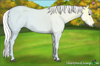 Horse Color:Gray Chestnut Ice
