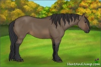 Horse Color:Brown Dun Rabicano
