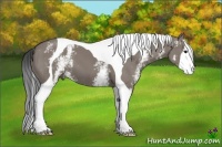 Horse Color:White Spotted Grullo Tobiano