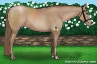 Horse Color:Black Pearl Sabino