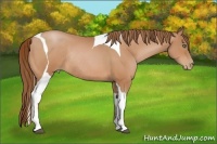 Horse Color:Bay Pearl Tobiano Rabicano 