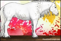 Horse Color:White Spotted Liver Chestnut