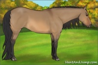 Horse Color:Bay Dun