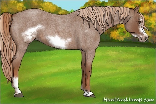 Horse Color:Red Roan Sabino Frame 