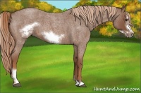 Horse Color:Red Roan Sabino Frame