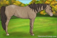 Horse Color:Classic Champagne 