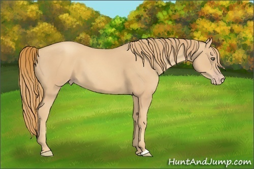Horse Color:Gold Champagne 