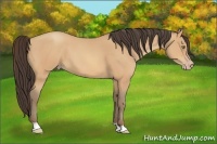 Horse Color:Amber Champagne