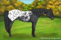 Horse Color:Blue Roan Appaloosa