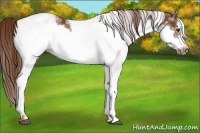 Horse Color:White Spotted Chestnut Frame 