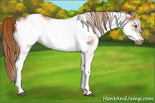 Horse Color:White Spotted Chestnut Frame