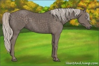 Horse Color:Silver Black
