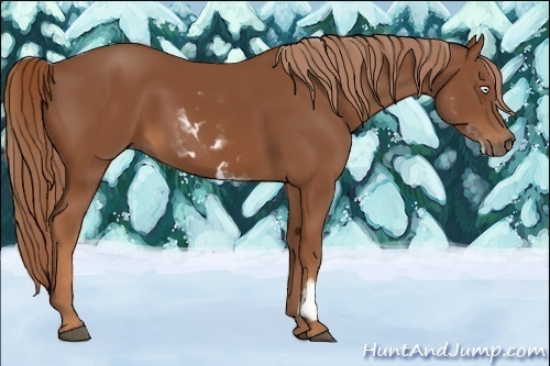Horse Color:White Spotted Chestnut Frame 