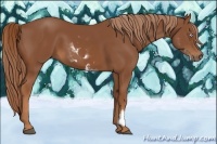 Horse Color:White Spotted Chestnut Frame