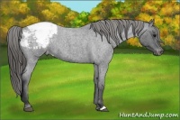 Horse Color:Blue Roan Appaloosa