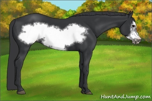 Horse Color:Black Frame 